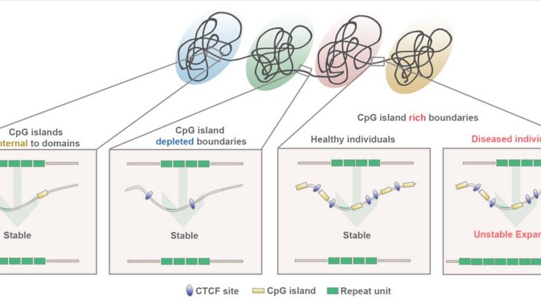 Scientific Illustration of TADs