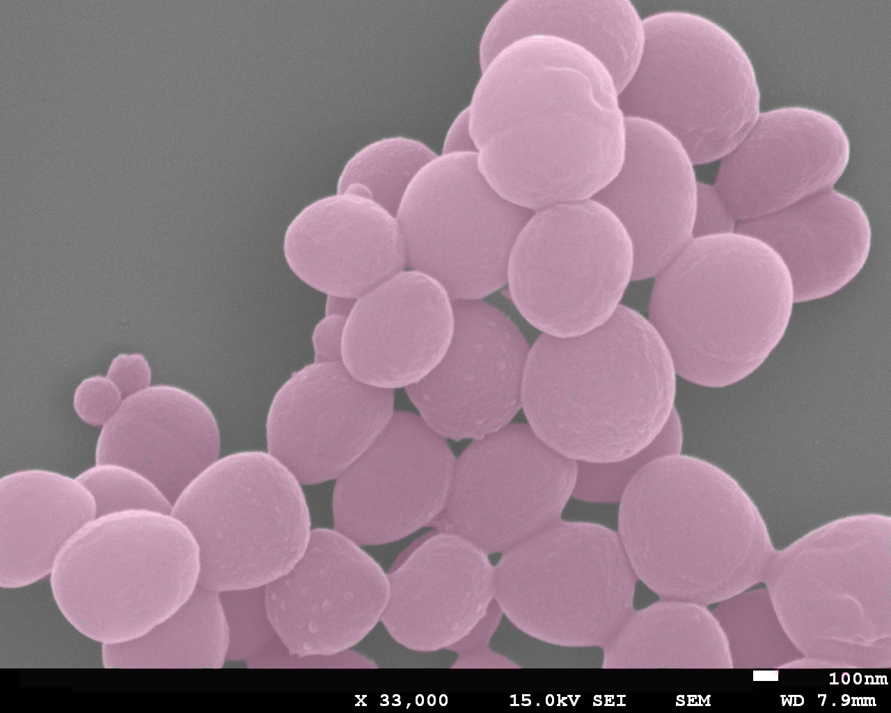 pink bacteria cells clustered together 