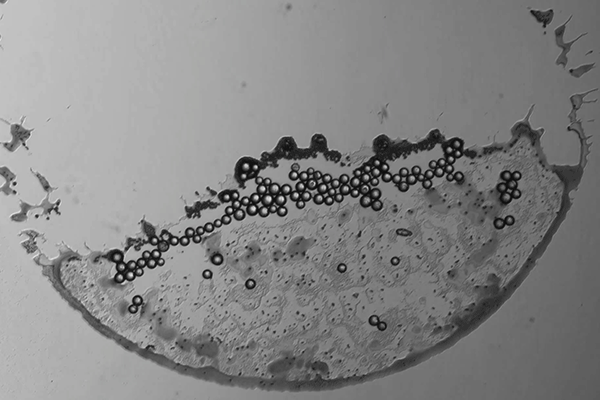 An animation showing glass particles forming a “bridge” as the suspension they are in dries.