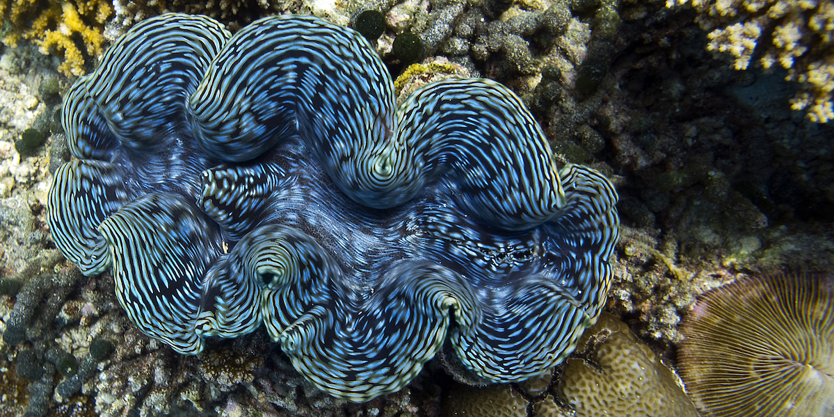 Pictures of giant deals clams