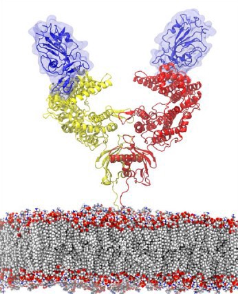 Image of SARS-COV-2 protein binding to human ACE2 receptor