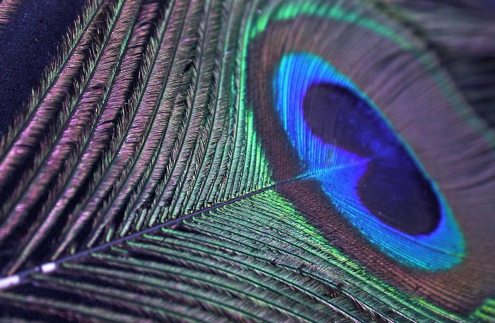 Close up image of peacock feather