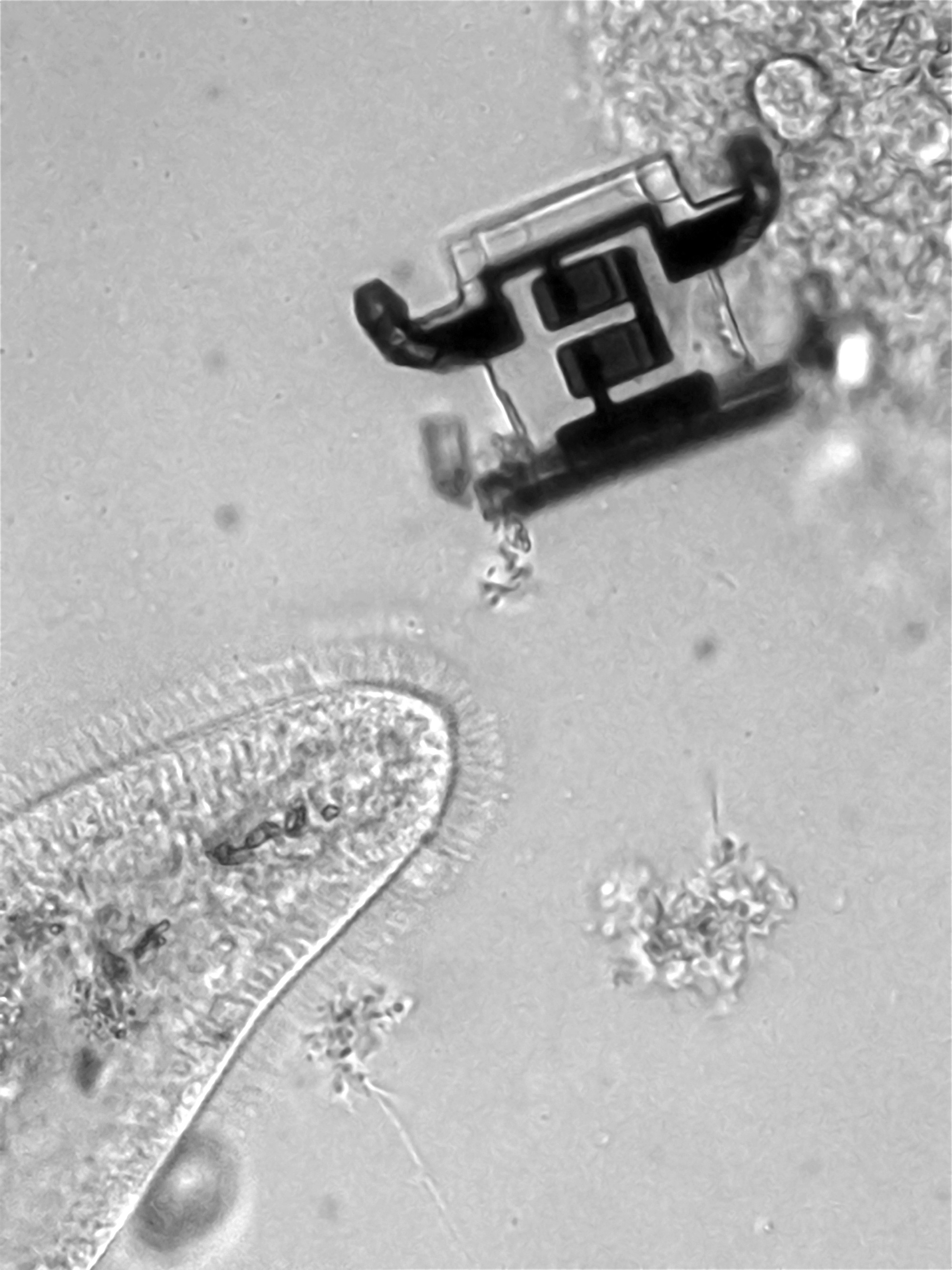 The researchers’ robot next to a paramecium.