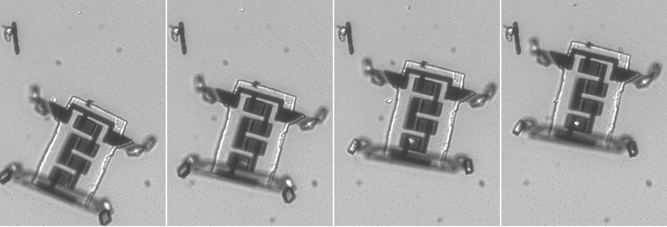 Microscopic images of the researchers’ robot flexing its legs and crawling.