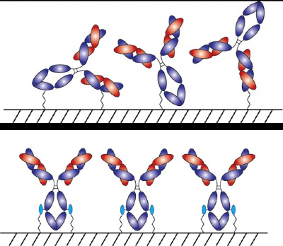 Illustration showing how AlphaThera's assays align antibodies for more accurate testing