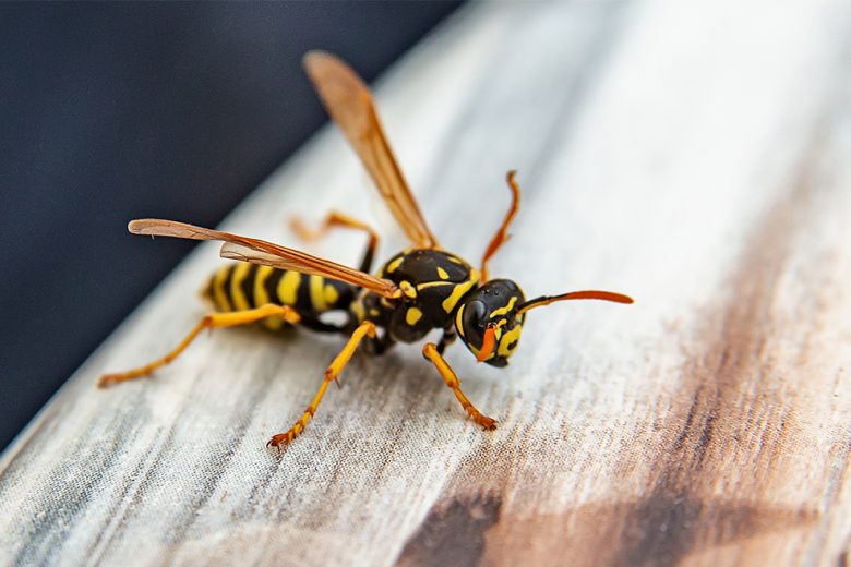 A wasp