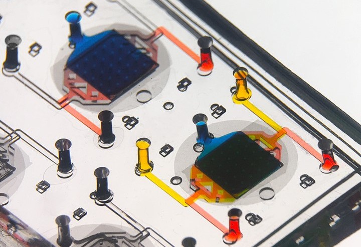 A lung-on-a-chip device made out of clear plastic, with colored liquid flowing through interconnected microfluidic channels.