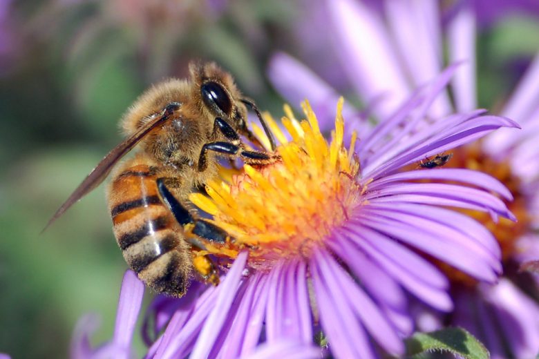 A honey bee lands on flower.