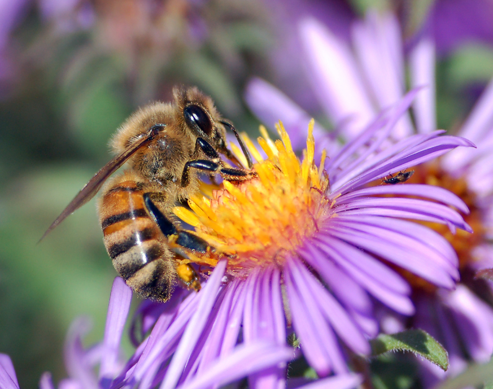 A honey bee lands on flower.