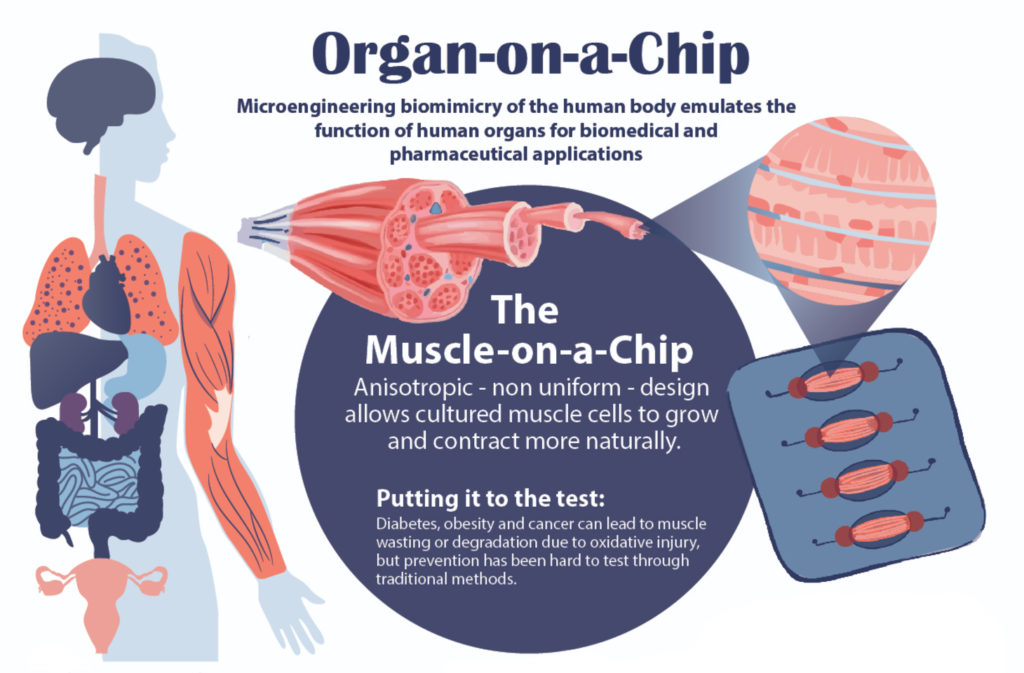 Penn Engineering's Latest 'Organ-On-a-Chip' is a New Way to Study