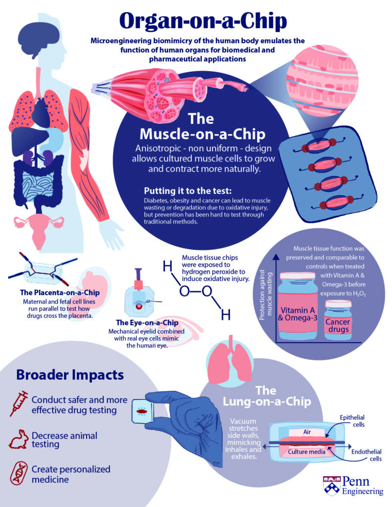 Organ on a chip infographic