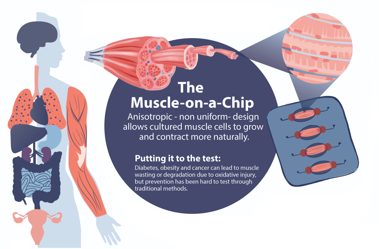Penn Engineering&rsquo;s Latest &lsquo;Organ-On-a-Chip&rsquo; is a New Way to Study 