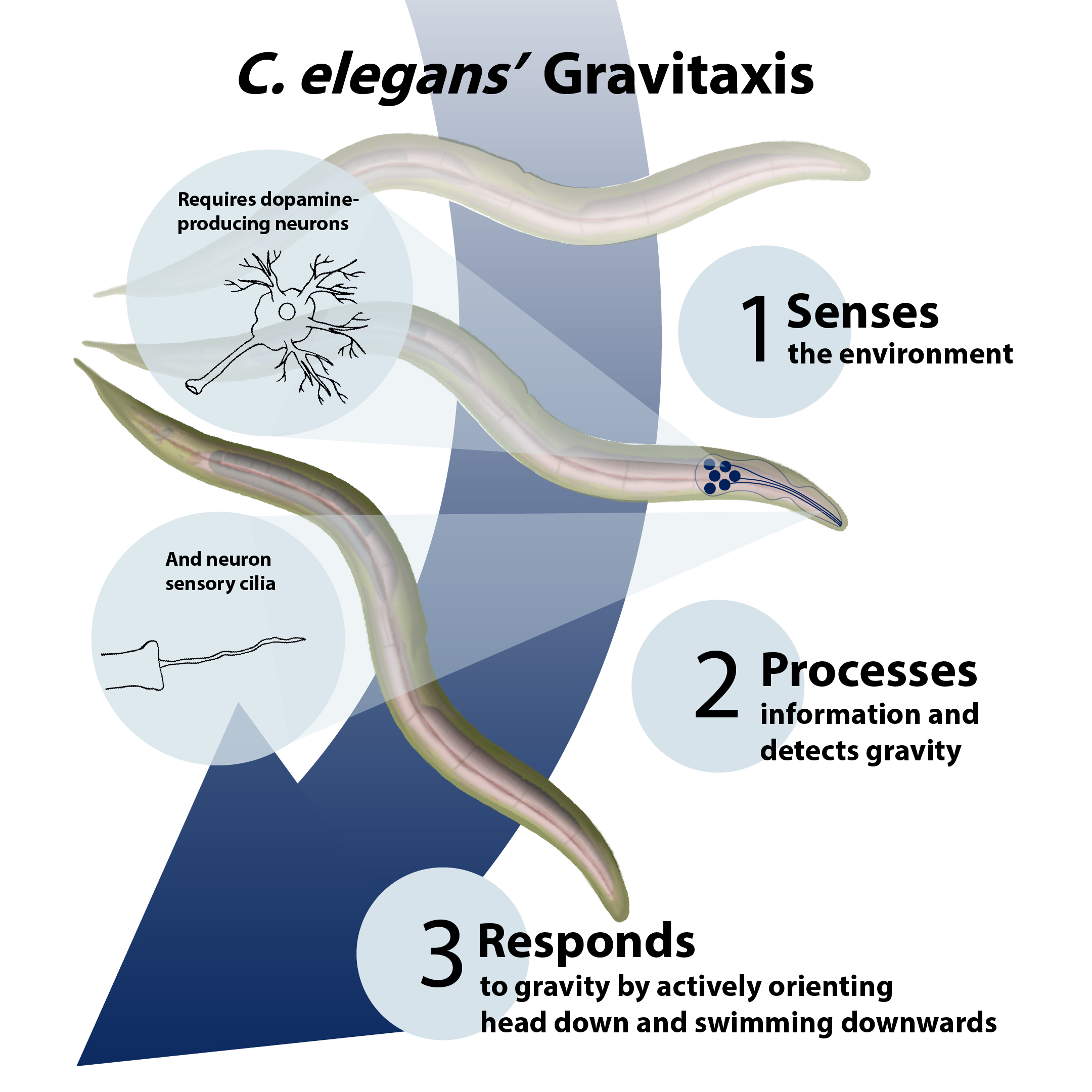 Infographic depicting how c.elegans senses, processes and responds to gravity.