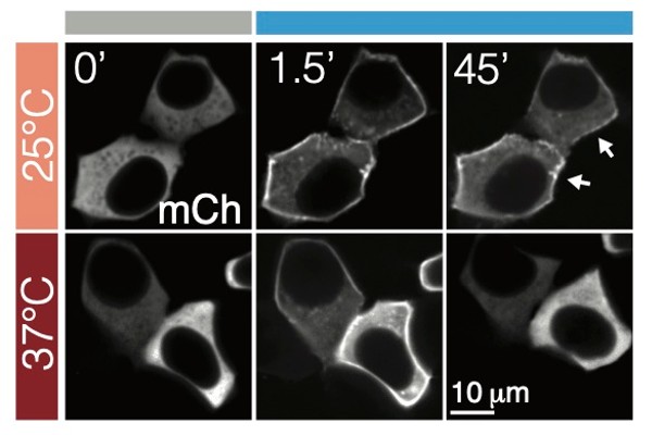 Microscopy showing how the Penn researchers' protein is sensitive to both light and temperature changes.