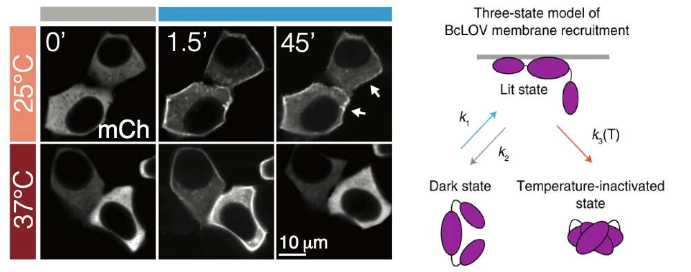 Microscopy and figures showing how the Penn researchers' protein is sensitive to both light and temperature changes. 