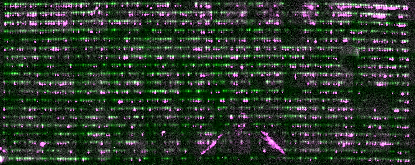 Green and magenta blots in a grid