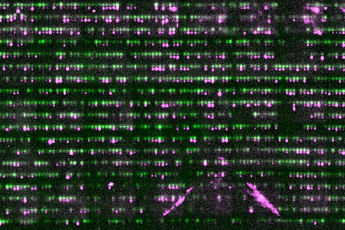 Green and magenta blots in a grid