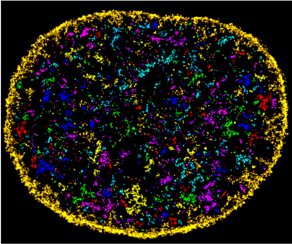 Modeling the components of a cell