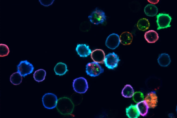 Micrograph with individual cells labeled in different colors