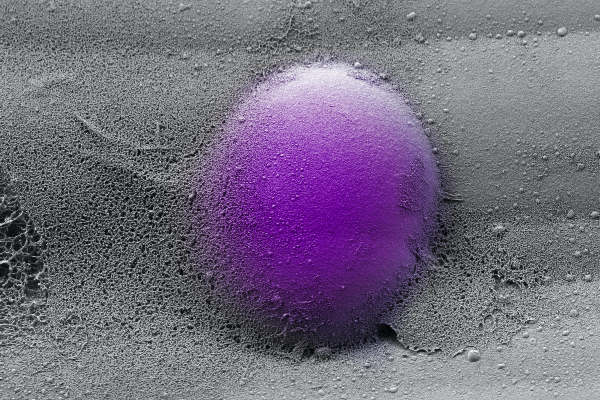 A microscope image of a monocyte, colored purple.