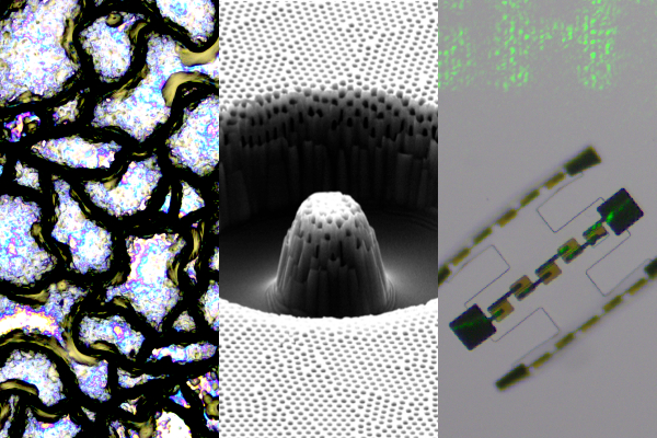 Composite of three microscopic images