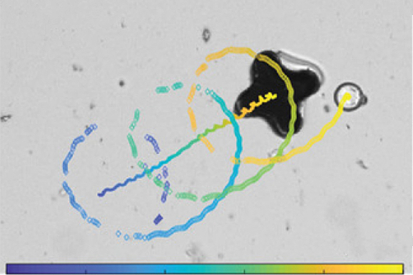 A microscope image of an x-shaped microrobot, with colorful trails illustrating the motion of a particle it is manipulating