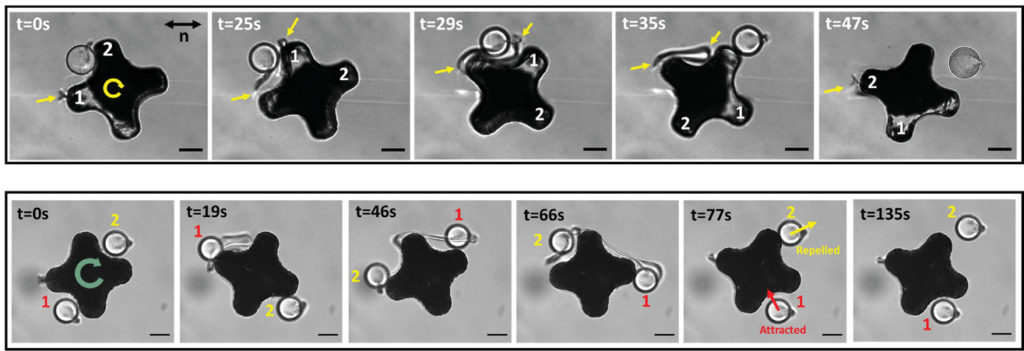 Sequence of microscope images of an x-shaped microrobot rotating and carrying particles.