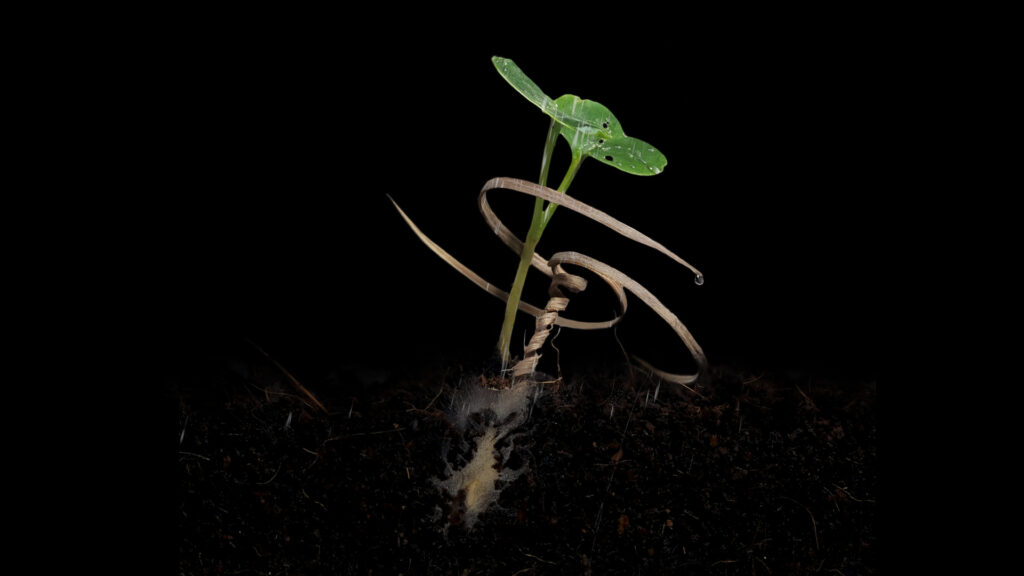 Engineered Magic: Wooden Seed Carriers Mimic the Behavior of Self