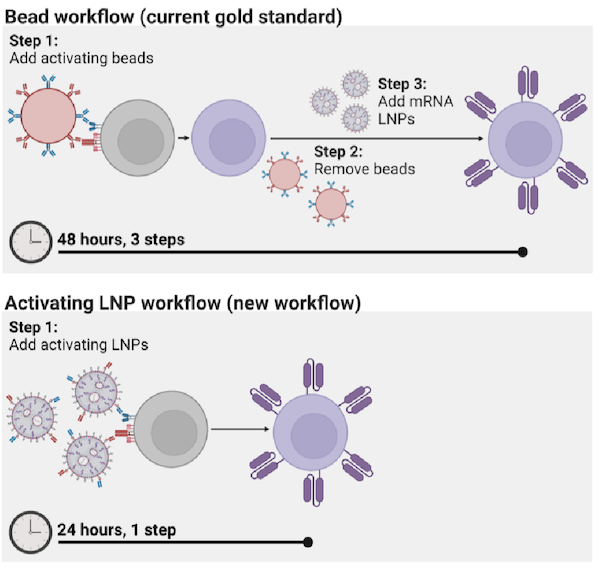 Visualization of the process of using activated lipid nanoparticles (aLNPs) to create CAR T cells, compared to the standard process of creating CAR T cells using magnetic beads.