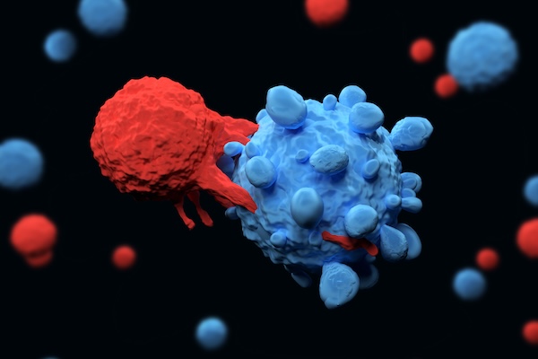 A CAR T cell, colored red, attacks a cancer cell, colored blue.