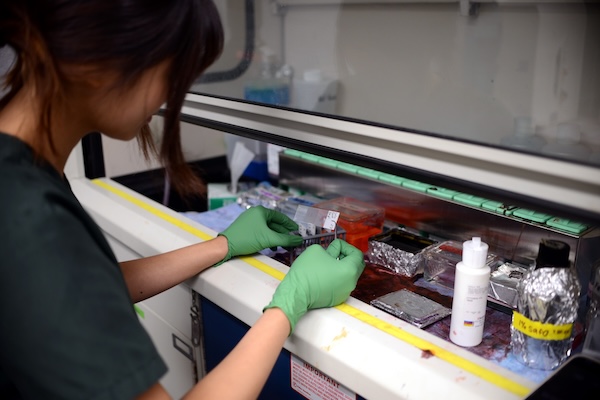 Sidney Wong stains equine cartilage at a lab bench, using chemicals under a fume hood.