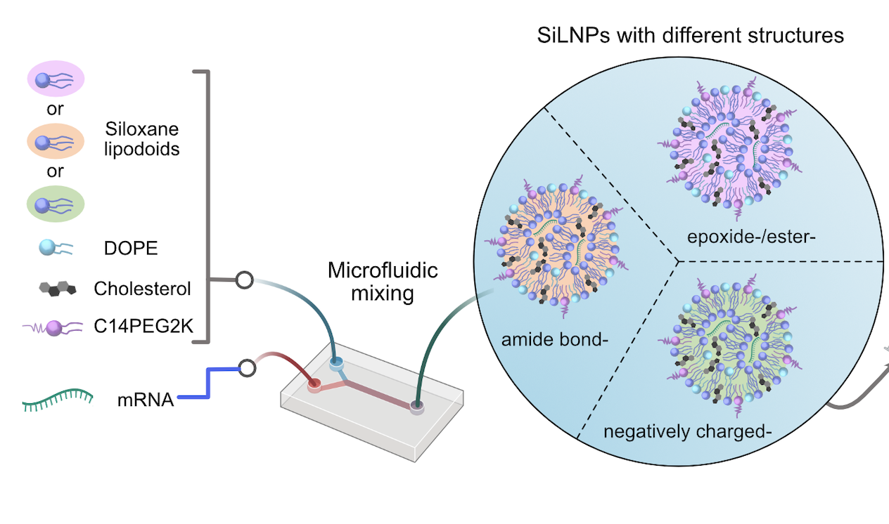 Excerpt from academic paper visually demonstrating how different molecules are combined to make LNPs that target specific organs.