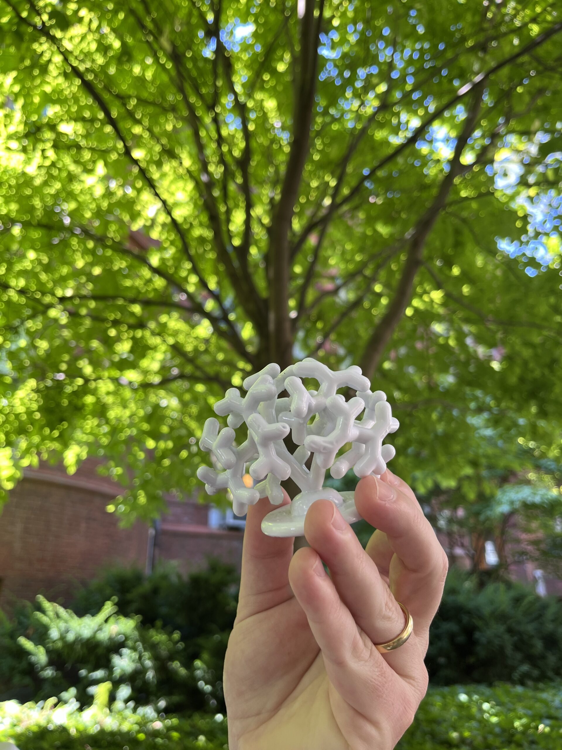 A hand holds a model of a branching, developing kidney against a tree, showing the correspondence in their shapes.