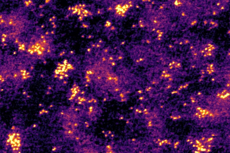 The arrangement of a catalyst molecule, as observed under cryogenic conditions. The bright spots represent individual or small groups of molecules immobilized on a surface and the cryogenic temperature helps minimize clustering caused by the electron beam during imaging, allowing scientists to study the molecule’s distribution more accurately. (Image: Sungho Jeon)