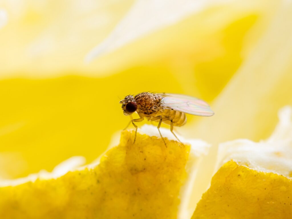 Picture of a fruit fly on a piece of fruit,