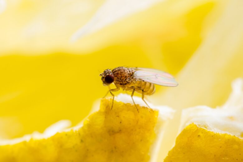 Picture of a fruit fly on a piece of fruit,