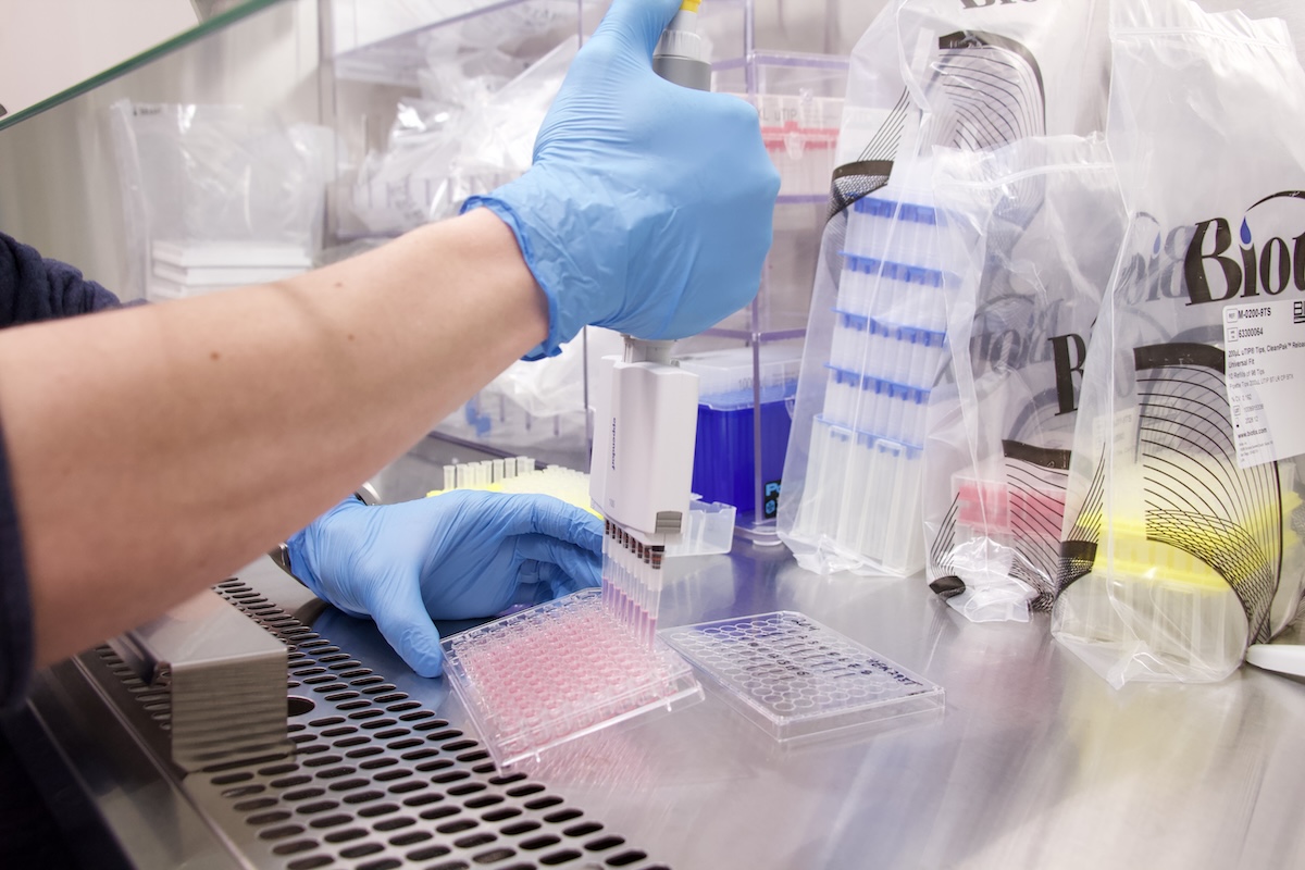 A gloved hand uses a micropipette to transfer cells into a test tube.