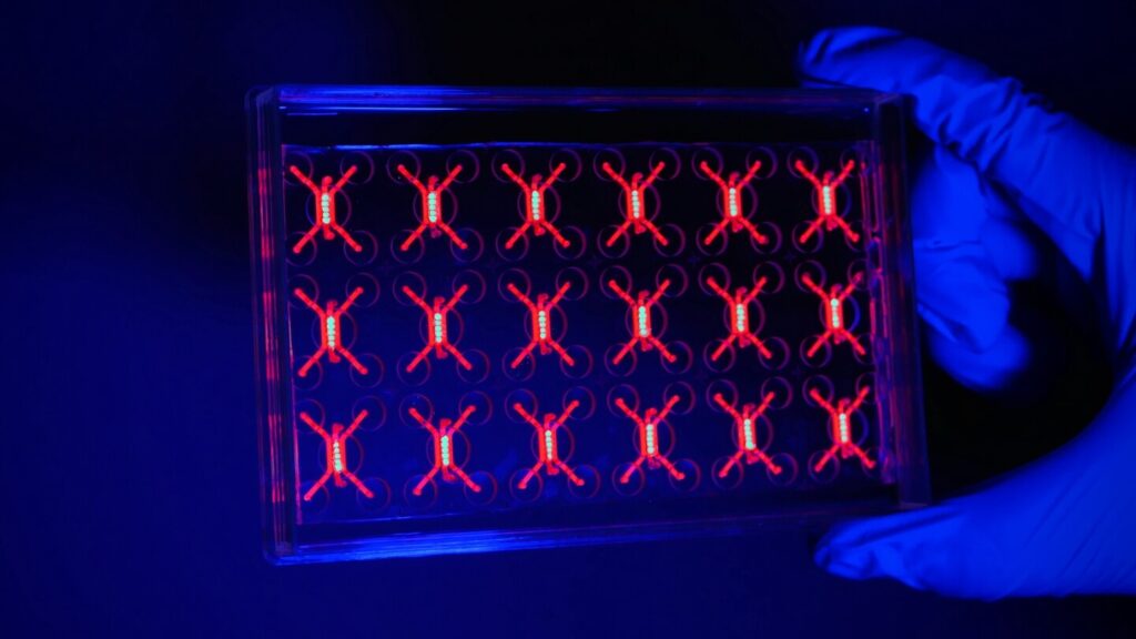 Penn engineers and collaborators have developed a transparent, micro-engineered device that houses a living, vascularized model of human lung cancer—a “tumor on a chip”—and show that the diabetes drug vildagliptin helps more CAR T cells break through the tumor’s defenses and attack it effectively.(Image: Courtesy of Dan Huh)