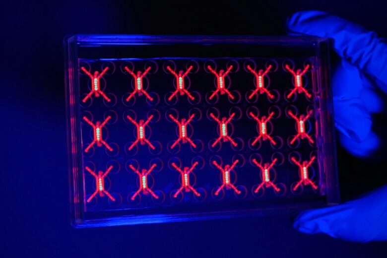 Penn engineers and collaborators have developed a transparent, micro-engineered device that houses a living, vascularized model of human lung cancer—a “tumor on a chip”—and show that the diabetes drug vildagliptin helps more CAR T cells break through the tumor’s defenses and attack it effectively. (Image: Courtesy of Dan Huh)