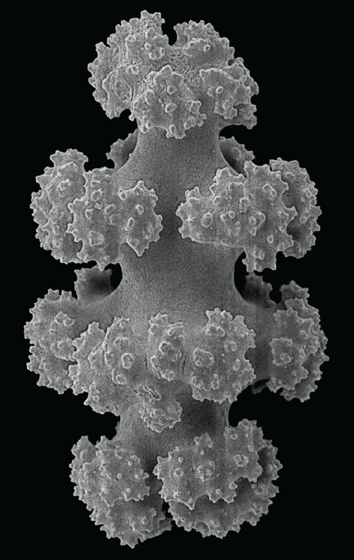 A bony particle that resembles a rod with studs at intervals, in black and white. 