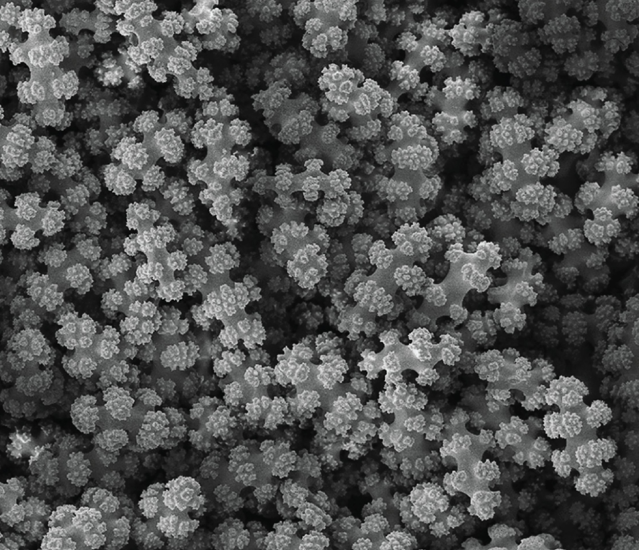 A mass of bony particles in black and white. 